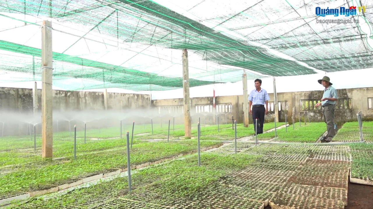 Ứng dụng công nghệ vào vườn ươm cây giống