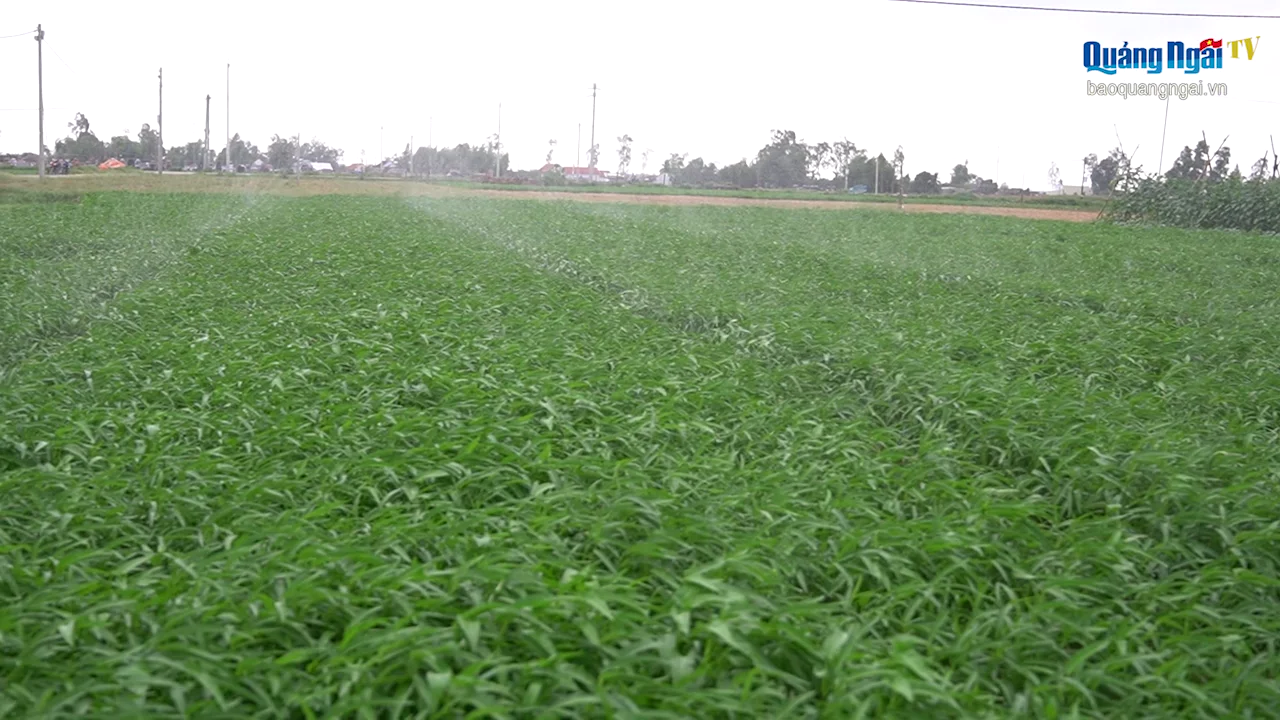 Nông nghiệp nông thôn và định hướng kinh tế mới