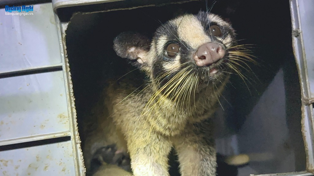 Hướng đi mới với mô hình nuôi chồn mốc