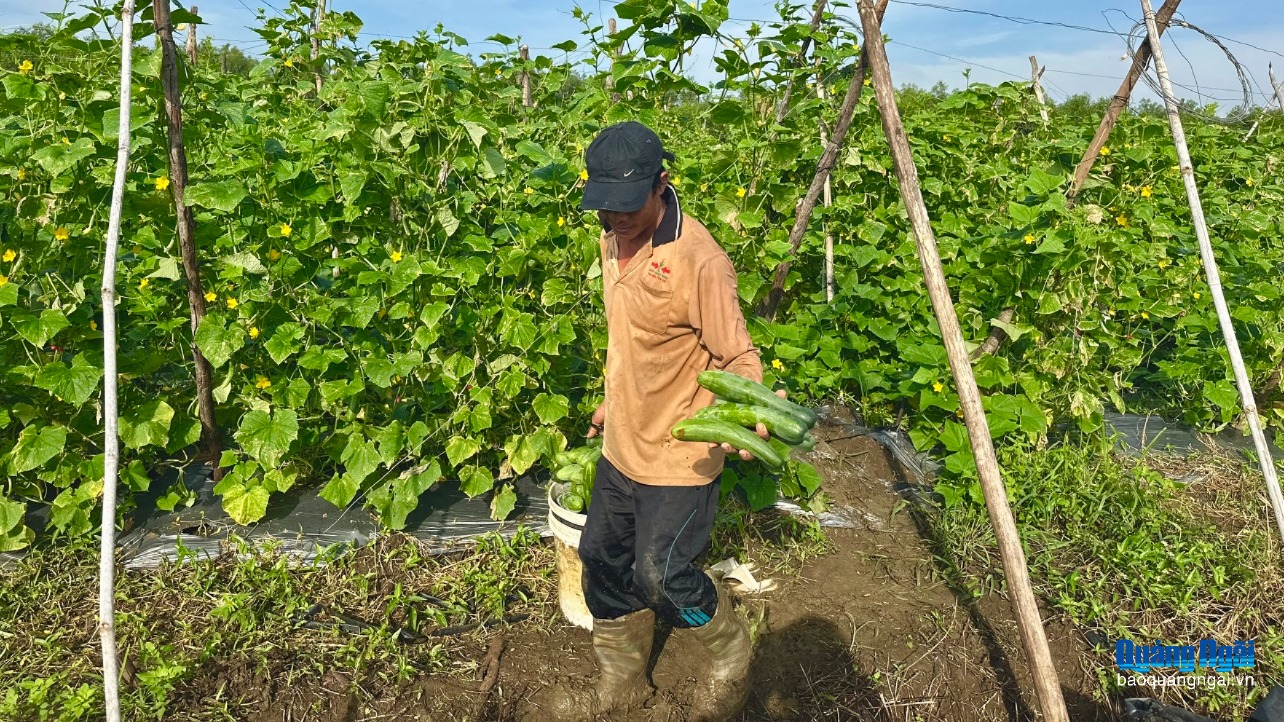 Dưa leo tăng giá, nông dân phấn khởi