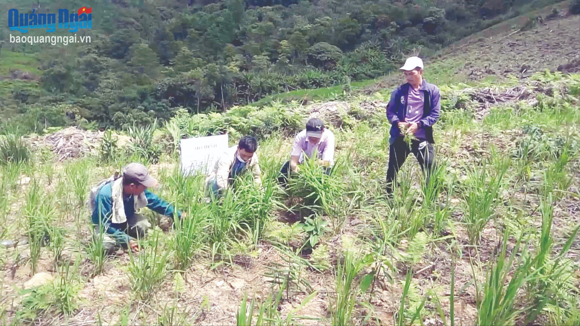 Sản xuất, tiêu thụ gừng sẻ theo chuỗi giá trị