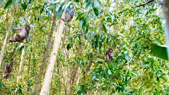 Chuyên gia trung tâm bảo tồn GreenViet tiến hành khảo sát đàn khỉ tại xã Bình Tân Phú