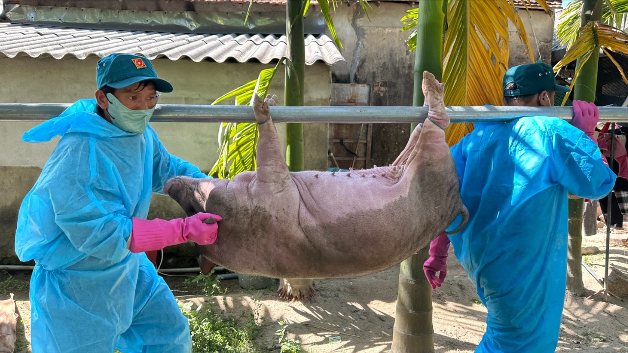 Người dân không phải trả chi phí tiêu hủy heo nhiễm dịch tả Châu Phi