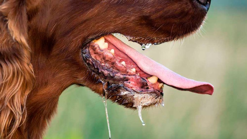 Xã Ia Tơi khẩn trương triển khai phòng, chống bệnh dại