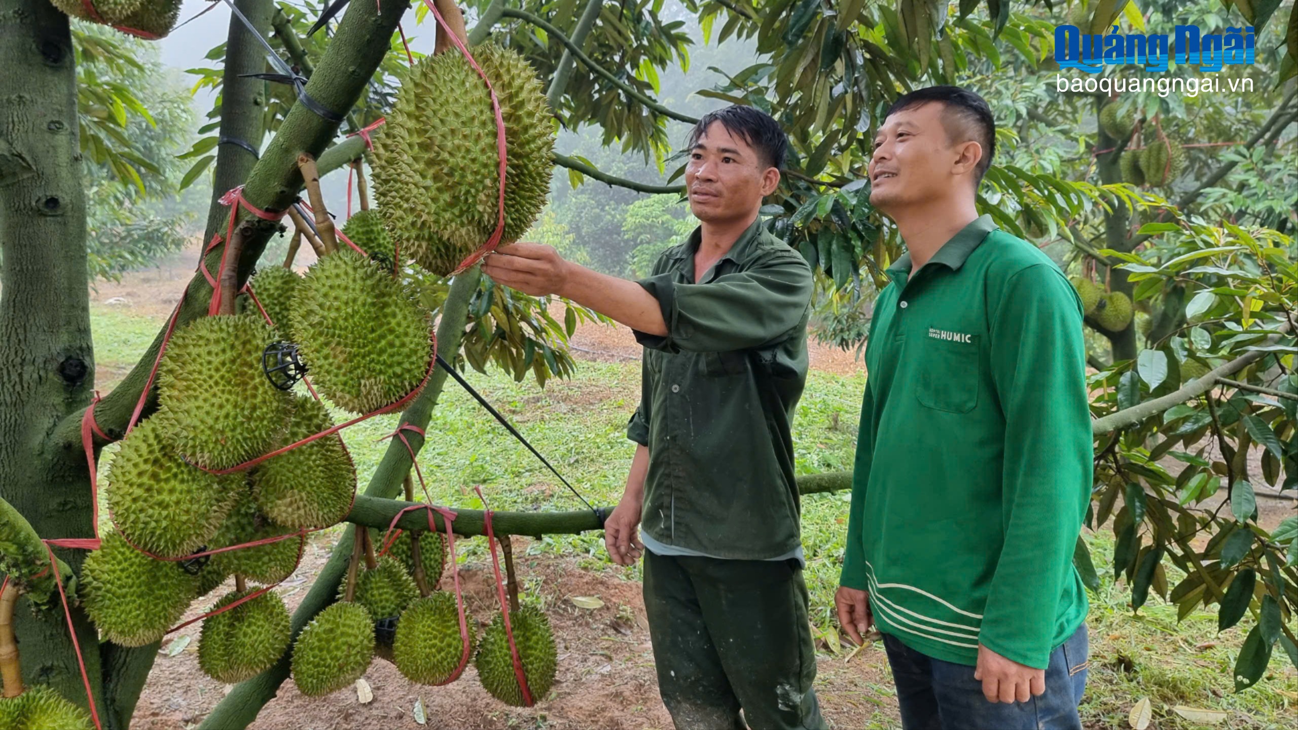 Liên kết để phát triển sầu riêng bền vững