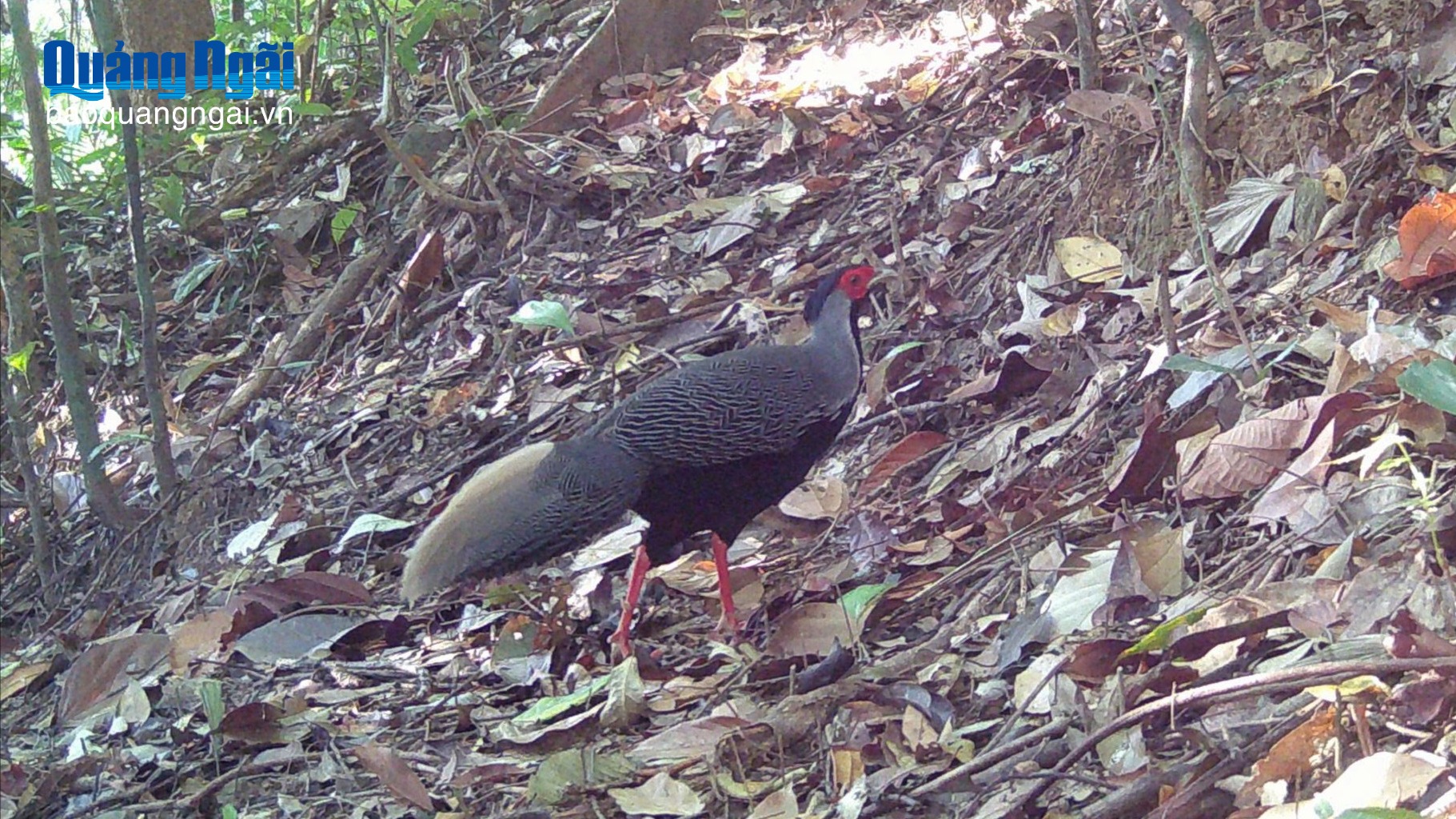 Những loài gà lôi quý hiếm tại Vườn Quốc gia Chư Mom Ray
