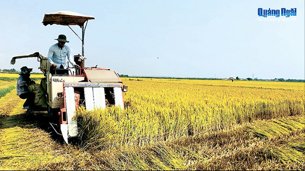 Đảm bảo đầu ra cho hạt lúa