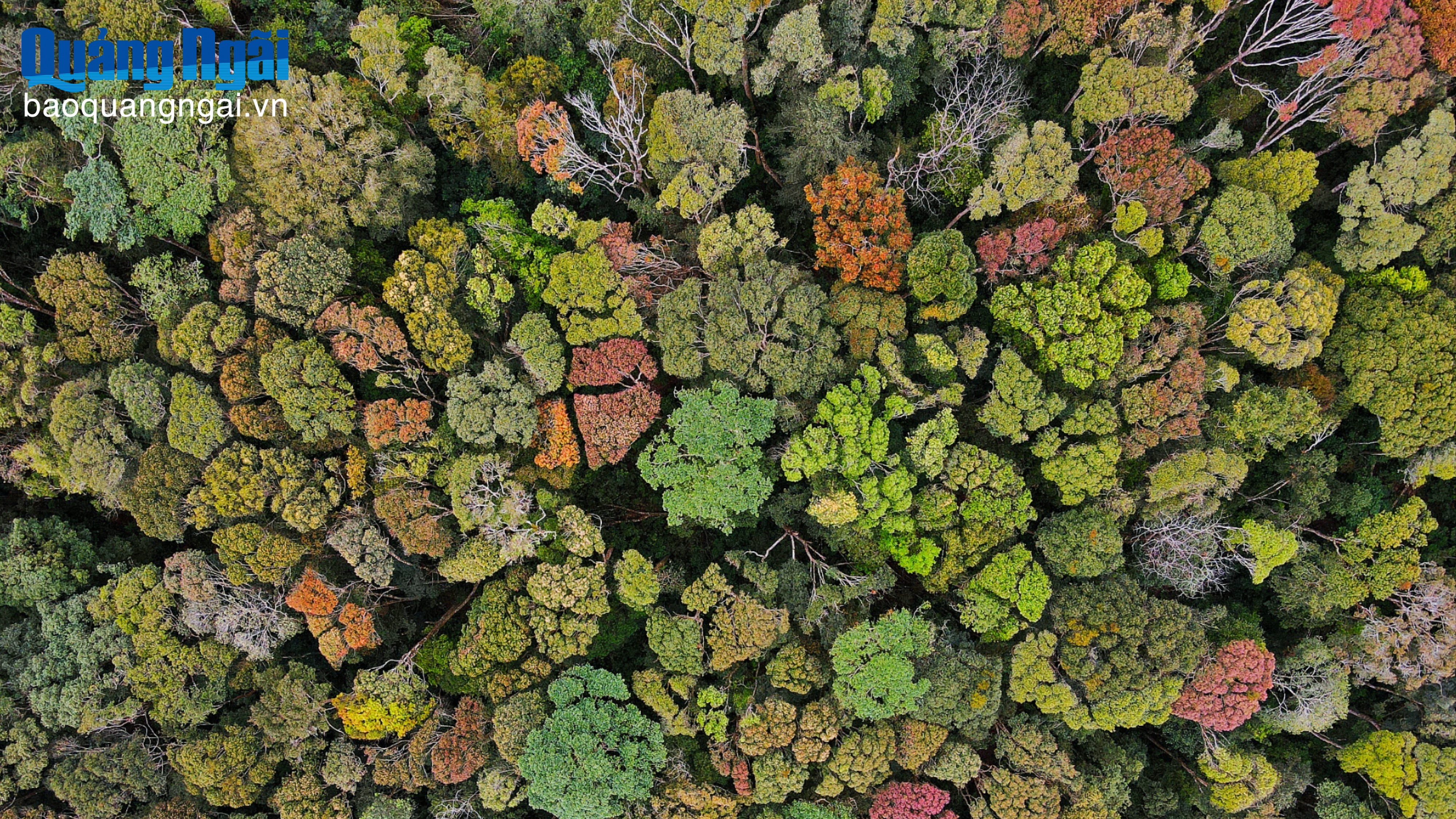 Rực rỡ sắc xuân nơi đại ngàn Măng Đen