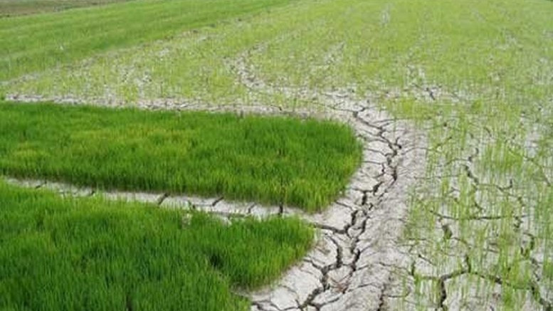 Chủ động ứng phó xâm nhập mặn ở Đồng bằng sông Cửu Long và hạn hán, cháy rừng ở khu vực Nam Trung Bộ, Đông Nam Bộ