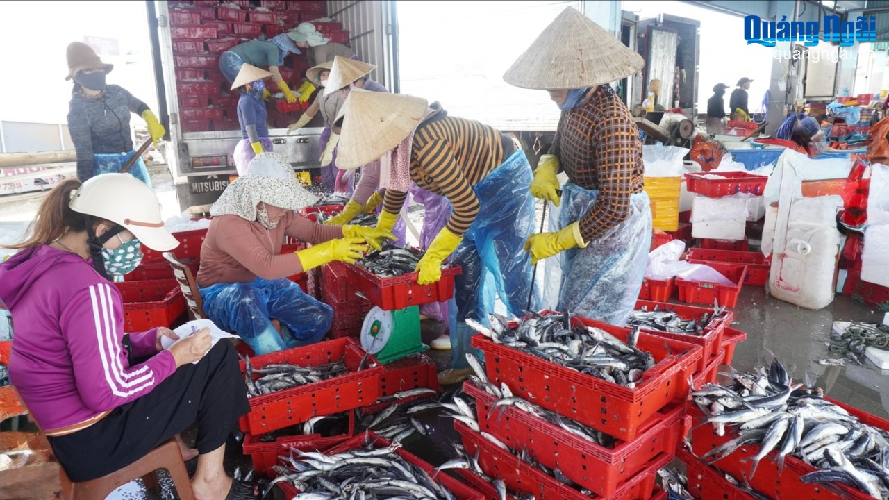 Nâng tầm giá trị cho cá chuồn Quảng Ngãi