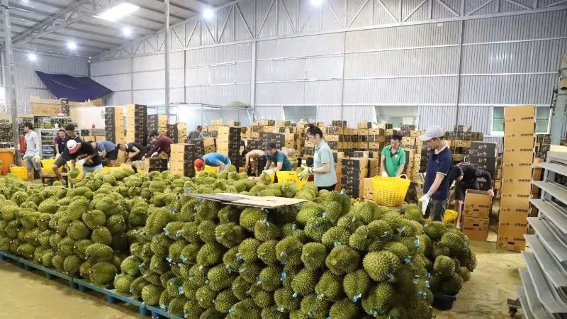 Xuất khẩu rau quả đạt hơn 2,67 tỷ USD trong 5 tháng đầu năm 2026