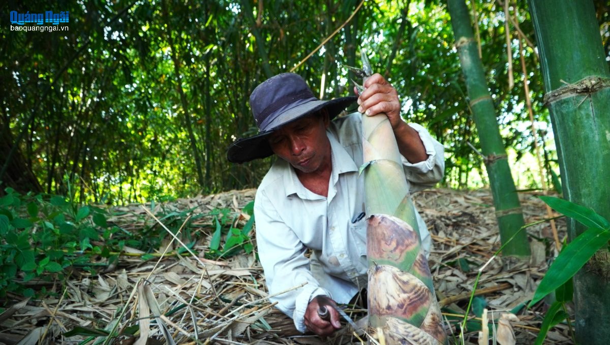 Nông dân trồng tre lấy măng thấp thỏm vì đầu ra bấp bênh