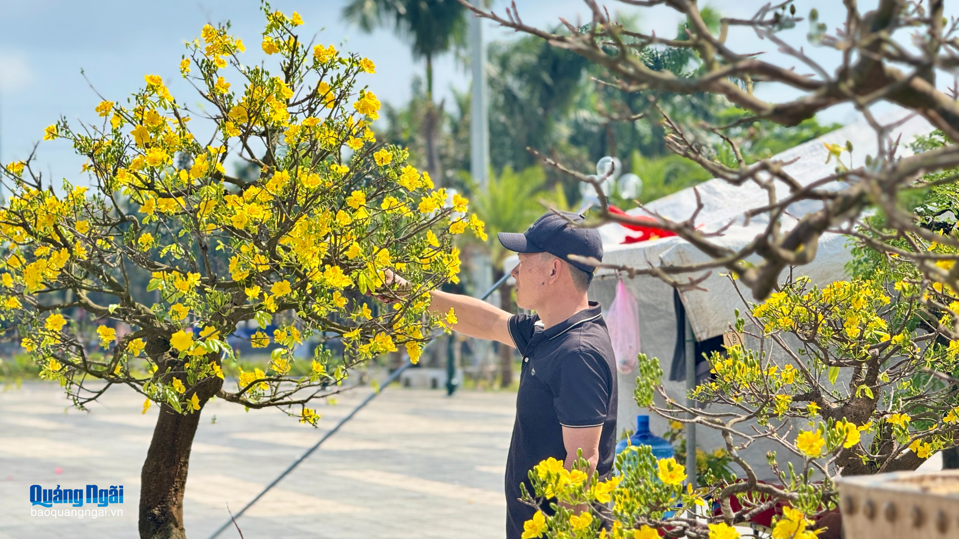 Thuê mai chơi Tết, linh hoạt giữ sắc xuân