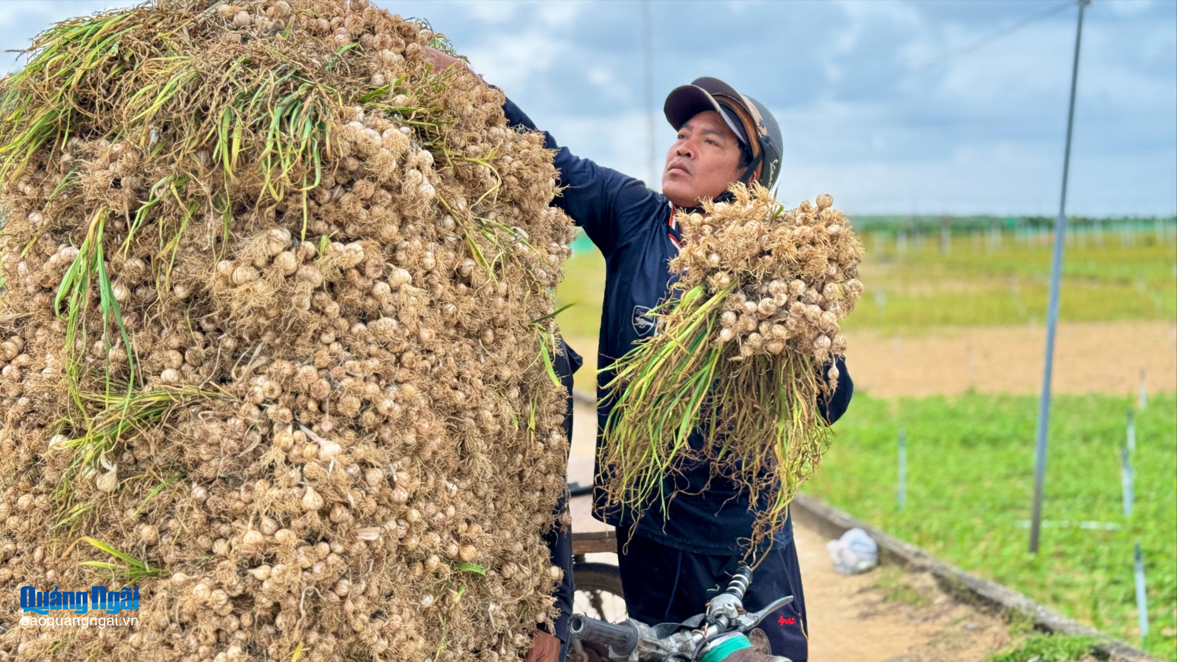 “Shipper” mùa tỏi