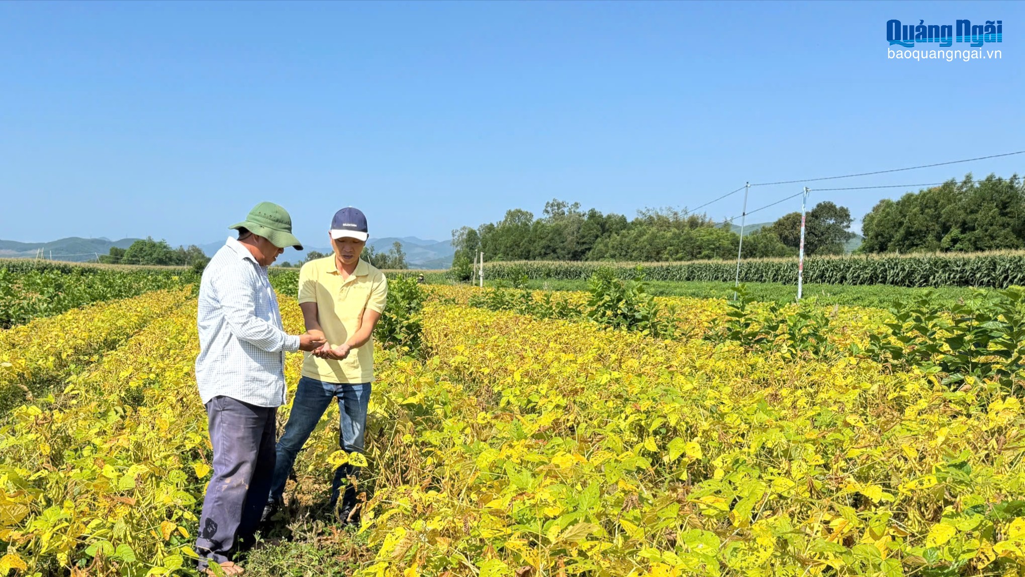 Doanh nghiệp và nông dân liên kết nâng cao hiệu quả sản xuất