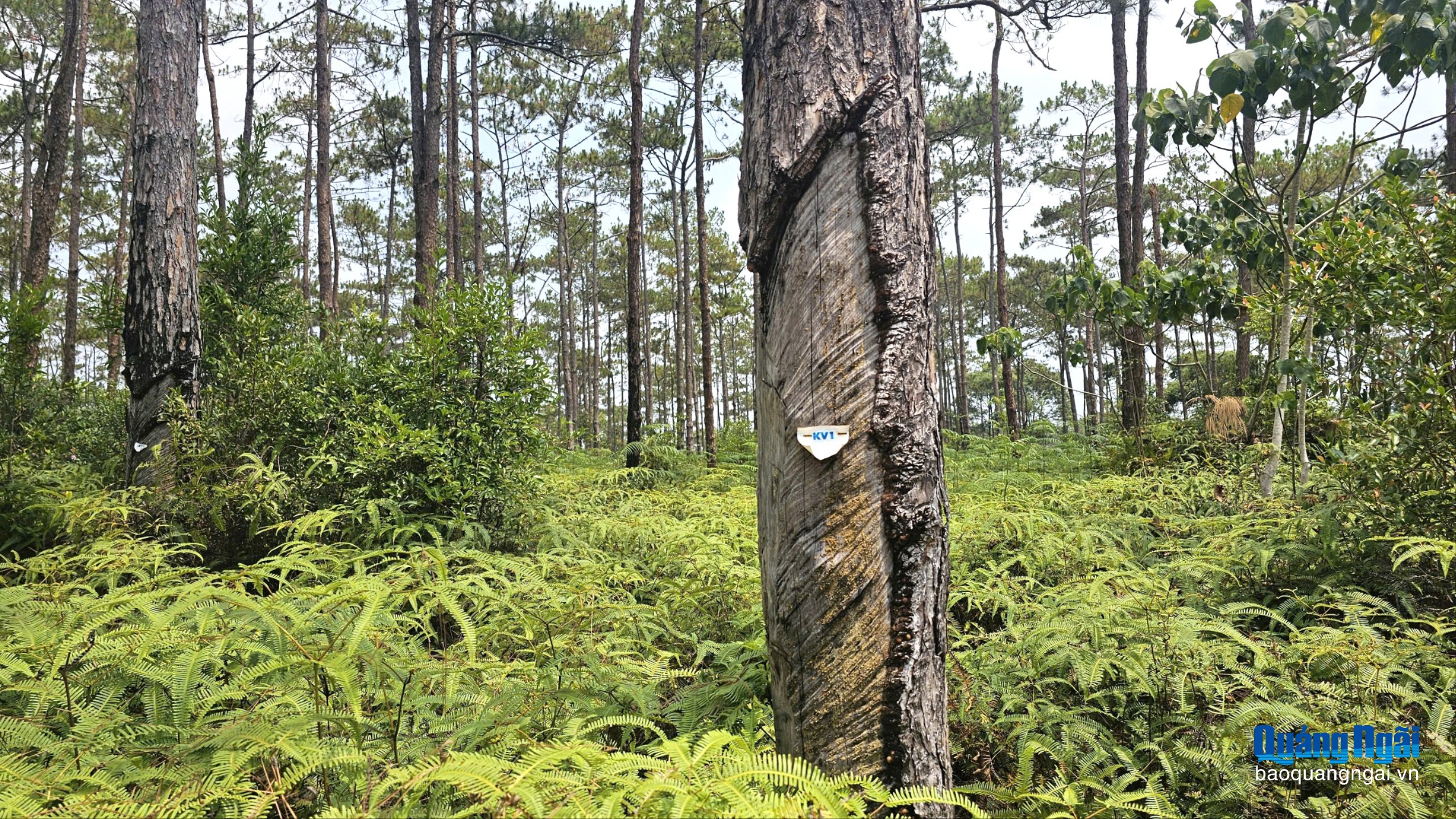 Chuyển mục đích gần 83ha rừng sản xuất thực hiện khu đô thị Măng Đen
