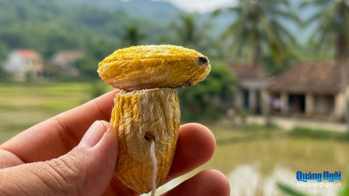 Tiếng cối xay từ hột xoài cơm