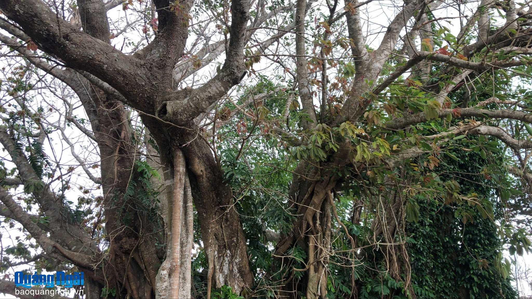 Báu vật xanh nơi chân sóng