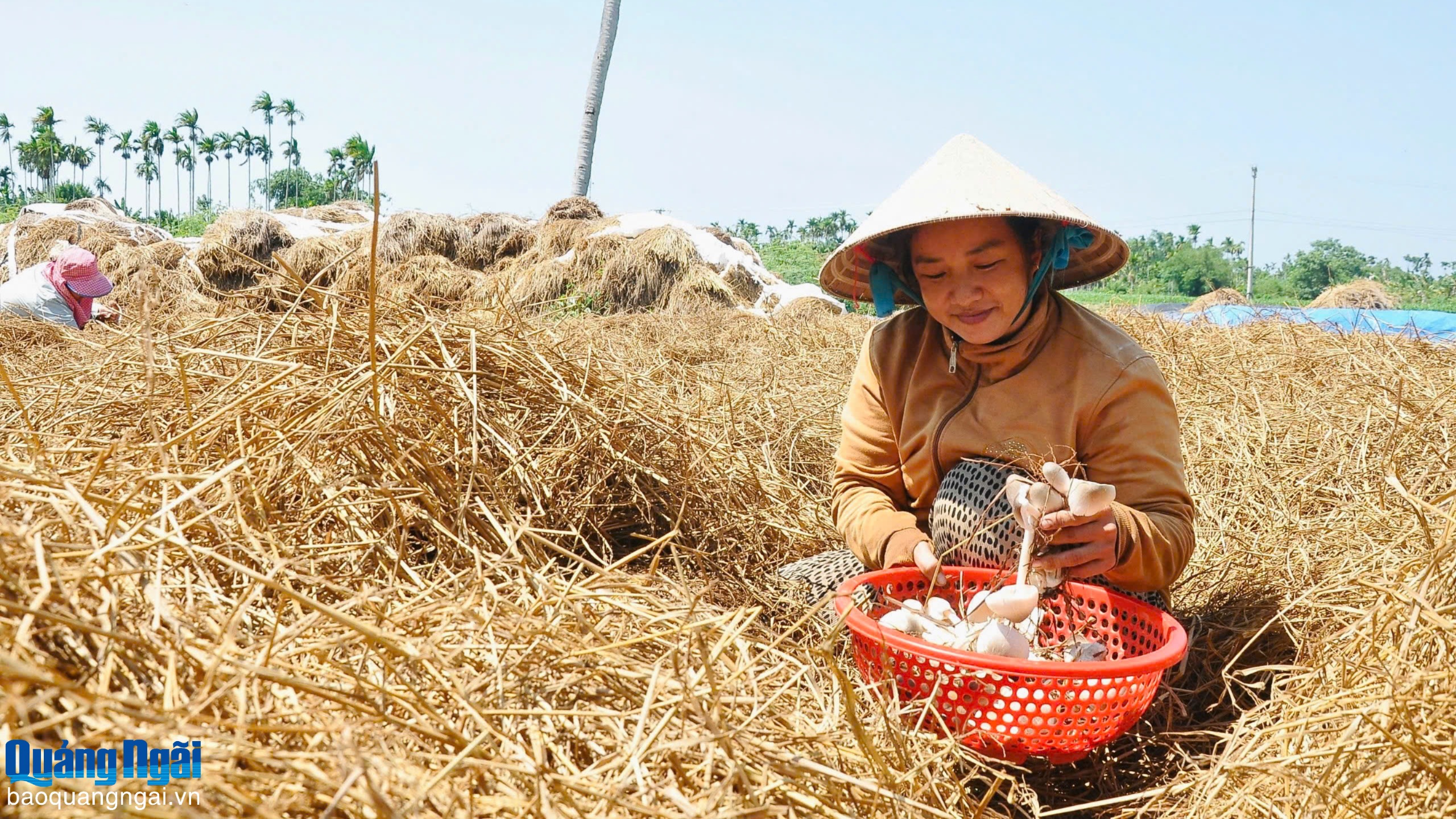 Vươn lên từ mô hình trồng nấm rơm