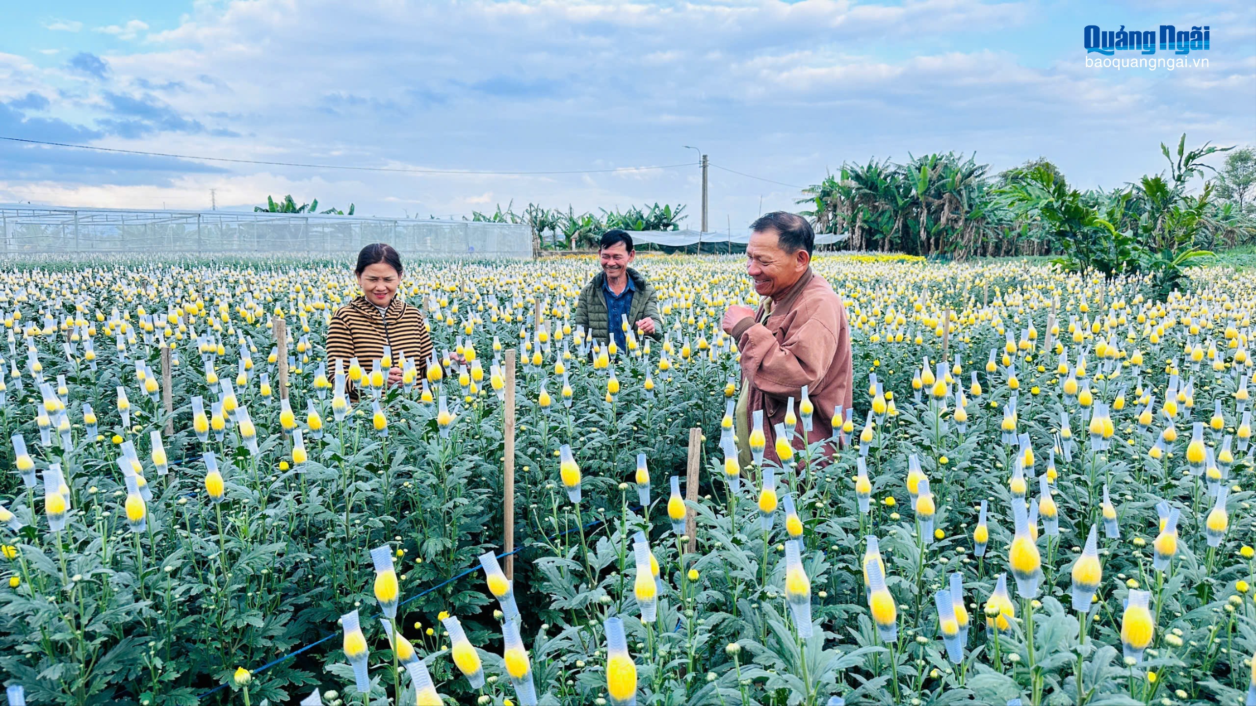 Rực rỡ hoa cúc An Châu