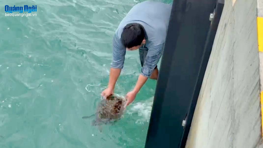 Thả rùa biển quý hiếm về môi trường tự nhiên