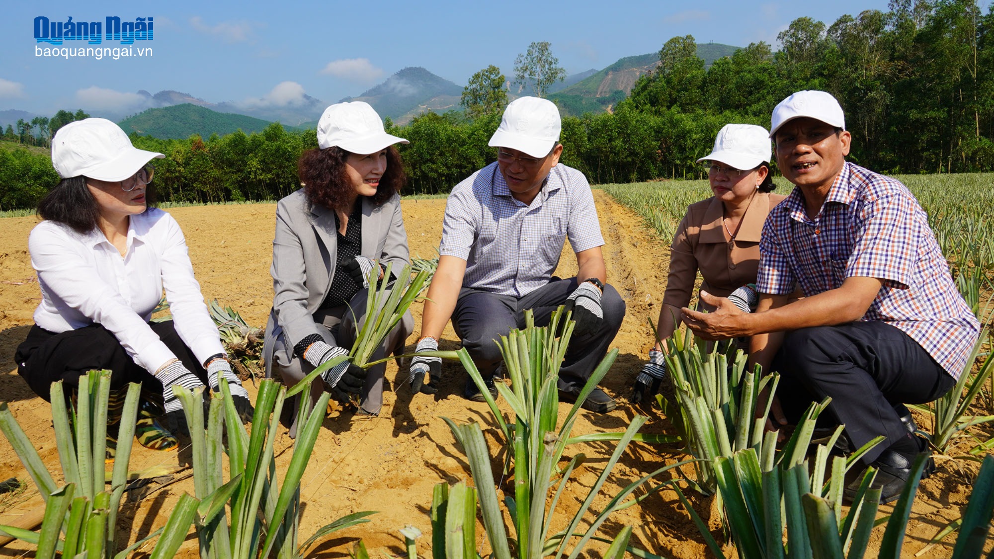 Thí điểm mô hình trồng dứa trên địa bàn xã Sơn Hạ