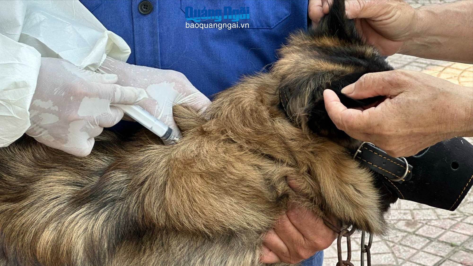 Khẩn trương tiêm phòng bệnh dại cho chó, mèo