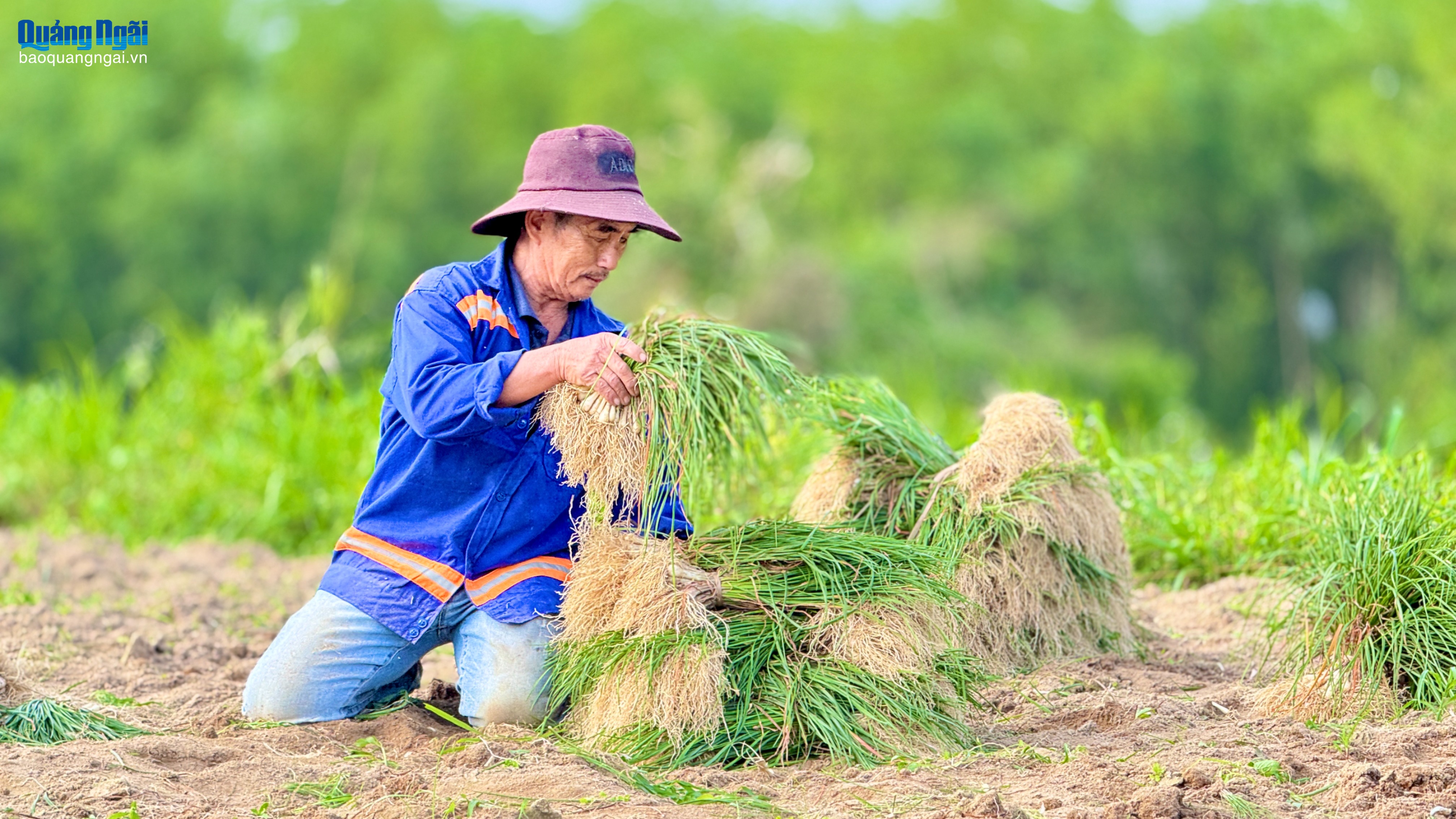 “Thủ phủ” kiệu vào mùa thu hoạch