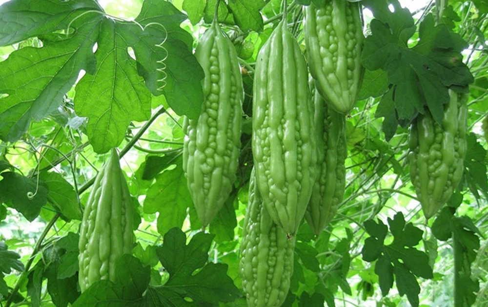 Các trái mướp đắng xanh tươi treo trên giàn, lá xanh xung quanh trong một khu vườn.