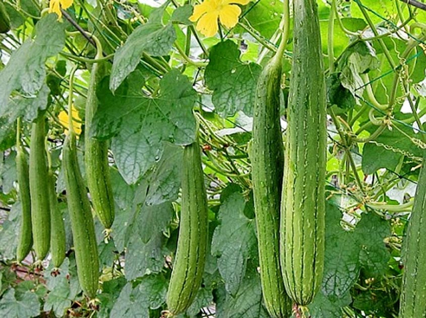 Mướp được ví như "thần dược" cho sức khoẻ nhờ những công dụng này