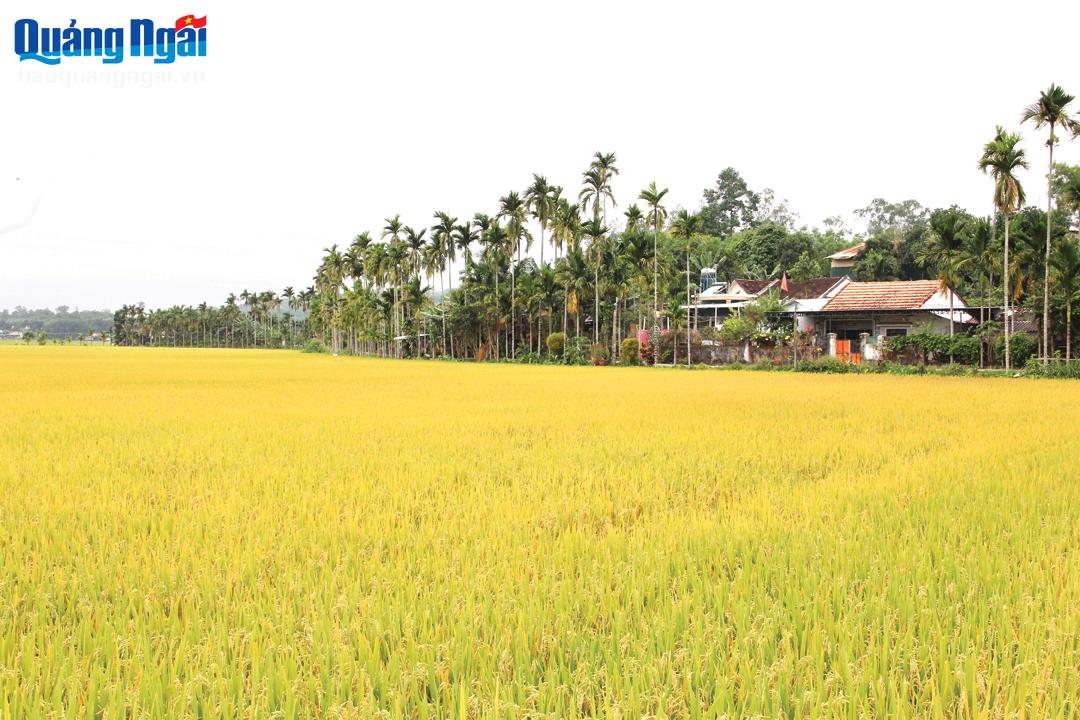 Xã hội hóa dồn điền, đổi thửa