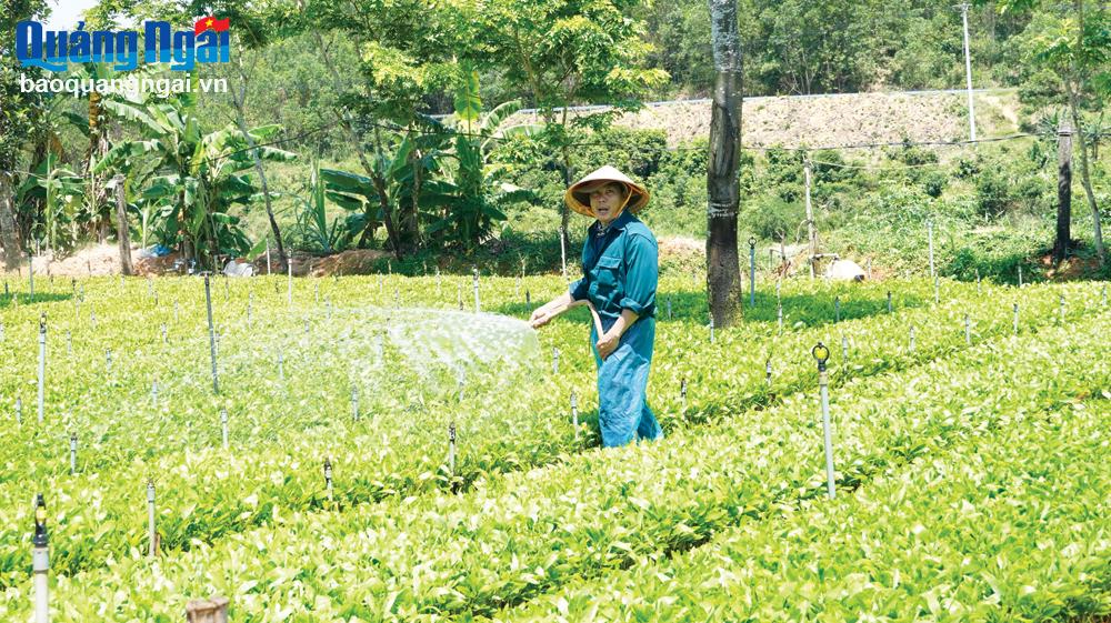 Diện mạo nông thôn mới ngày càng khởi sắc