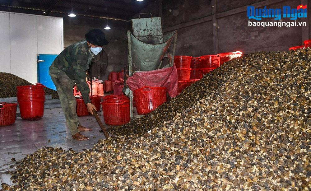 Giá cau xuống thấp