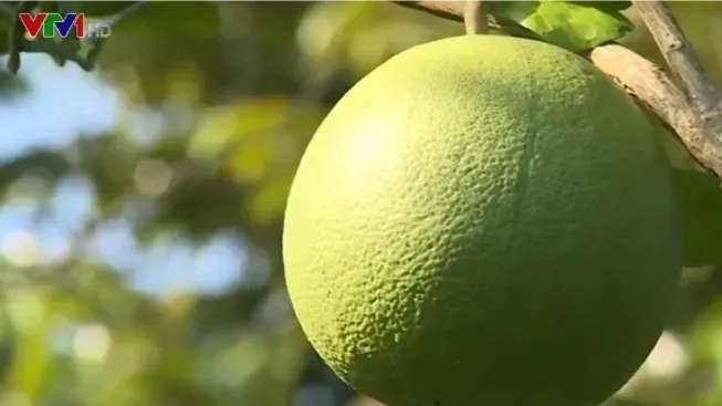 Trái bưởi Việt Nam chính thức có mặt tại thị trường Australia