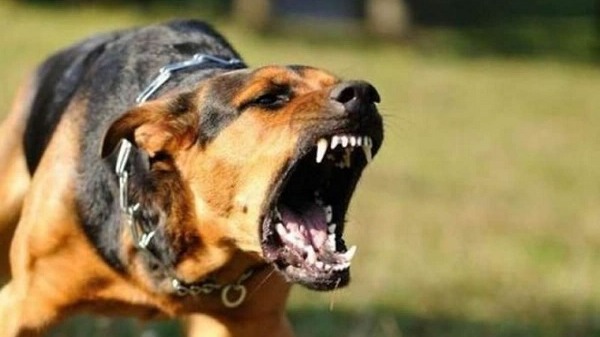 Phát hiện chó bị bệnh dại ở xã Thọ Phong