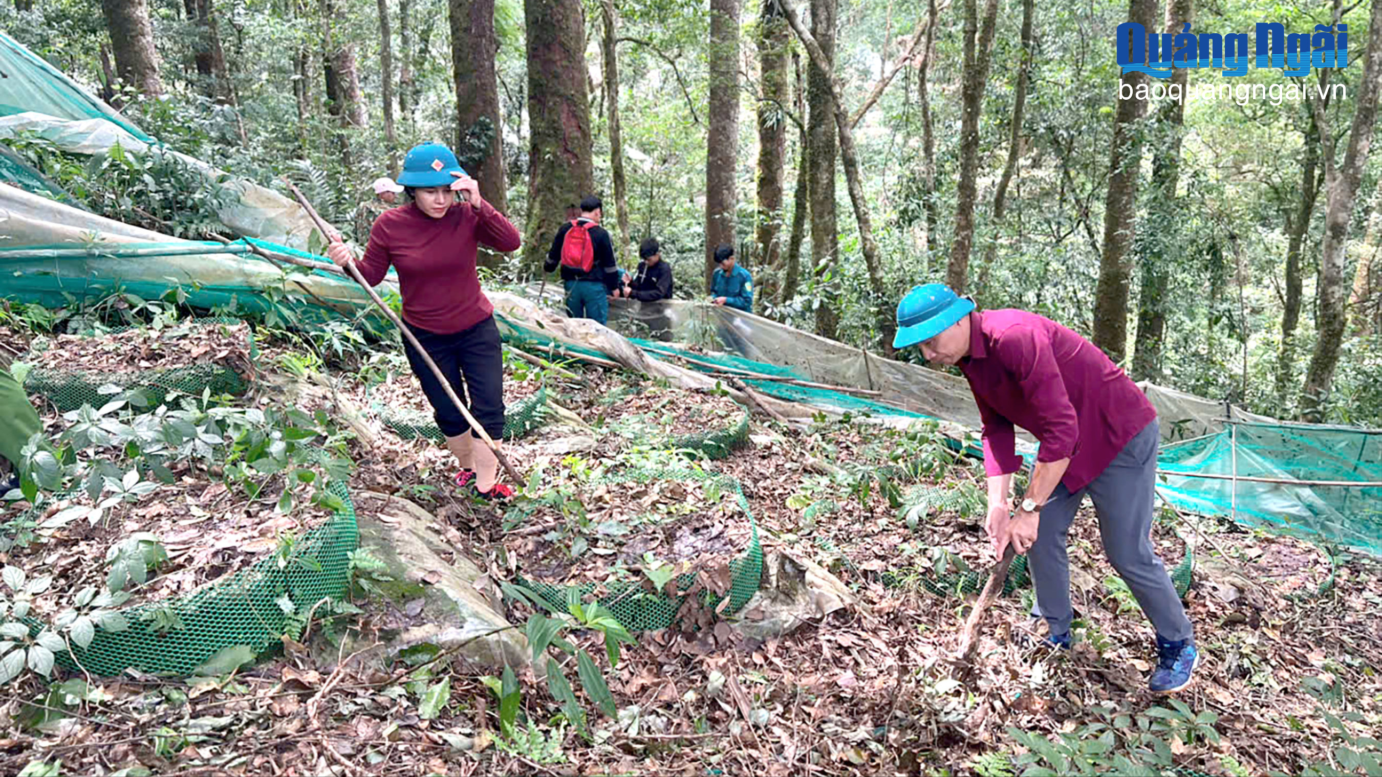 Sớm có phương án quản lý vườn sâm Ngọc Linh