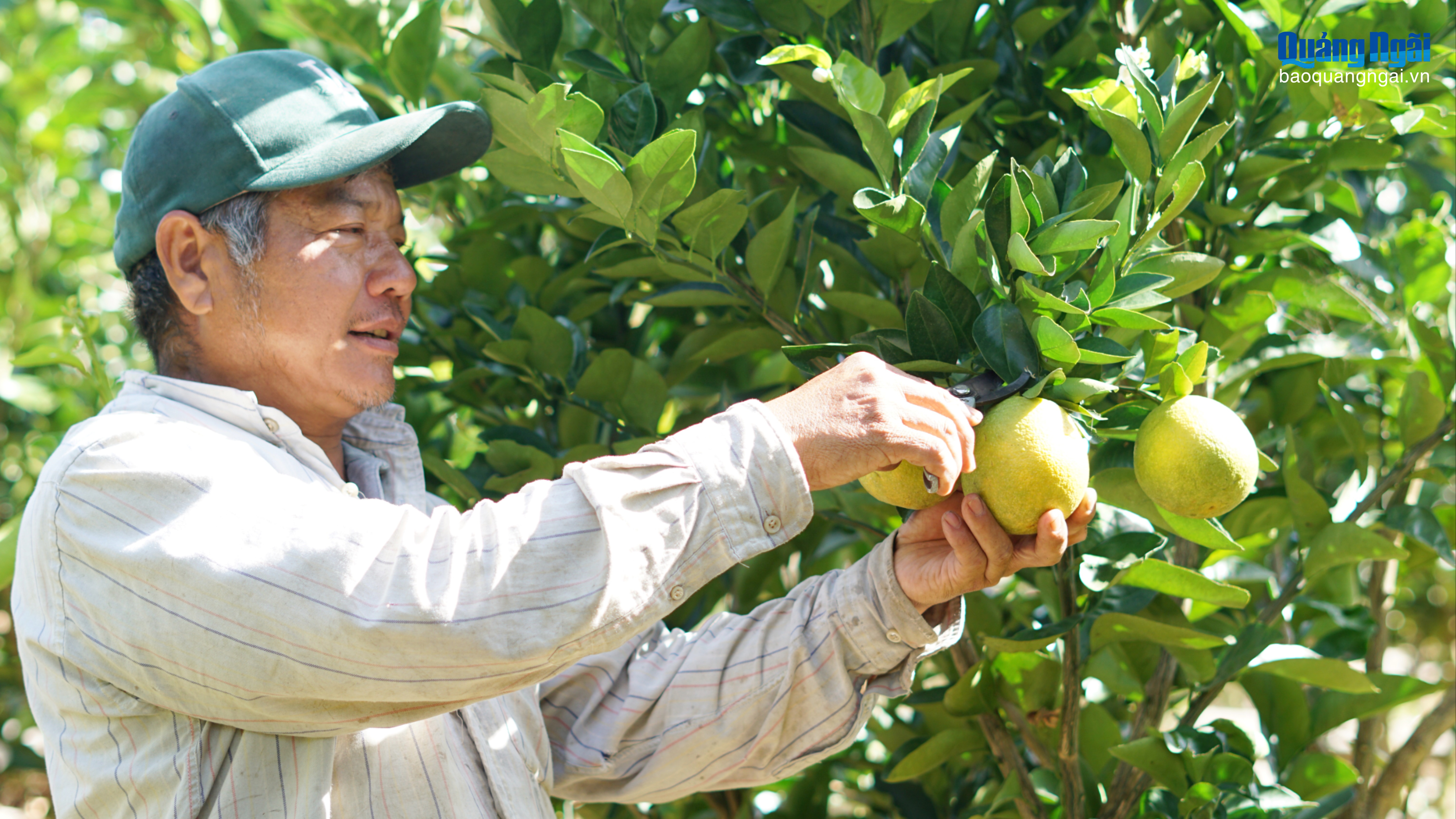 Thu nhập cao từ trồng xen cây ăn quả trong vườn cà phê