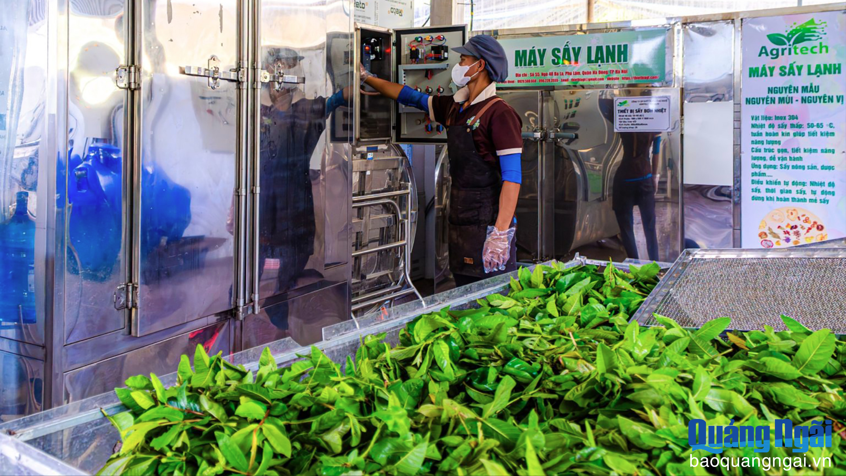 Xây dựng chuỗi giá trị cho cây ổi rừng