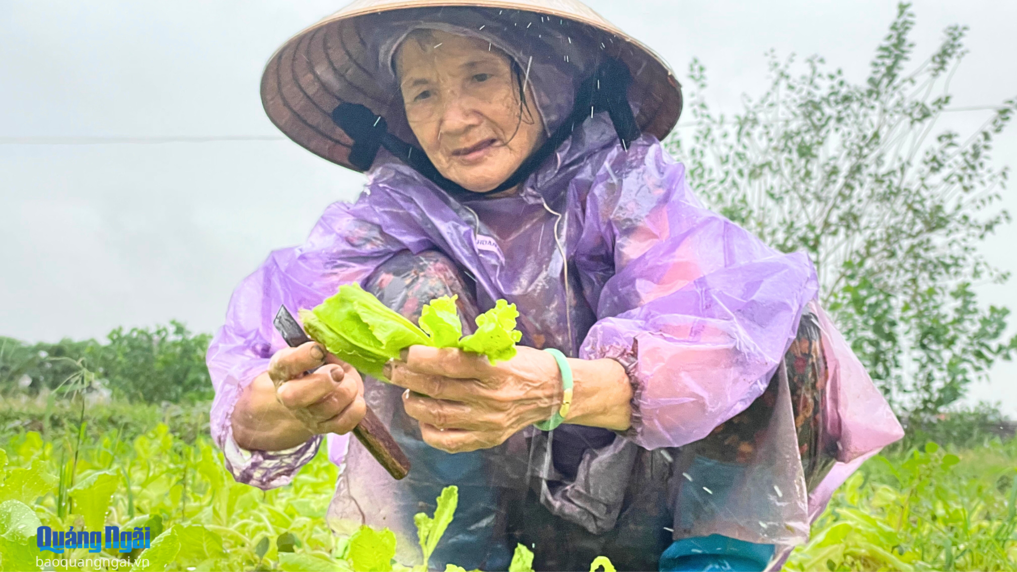 Nông dân đội mưa ra đồng thu hoạch rau