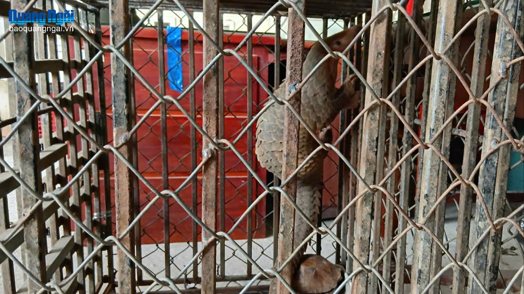 Người dân phát hiện và giao nộp 1 cá thể Tê tê quý hiếm