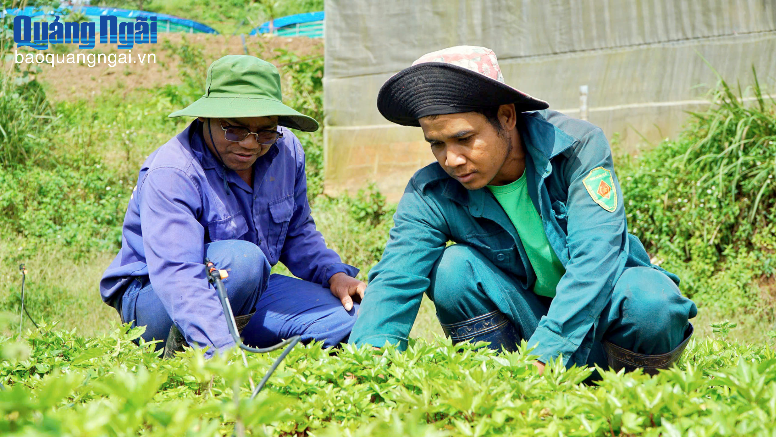 Tạo việc làm, tăng thu nhập từ cây dược liệu