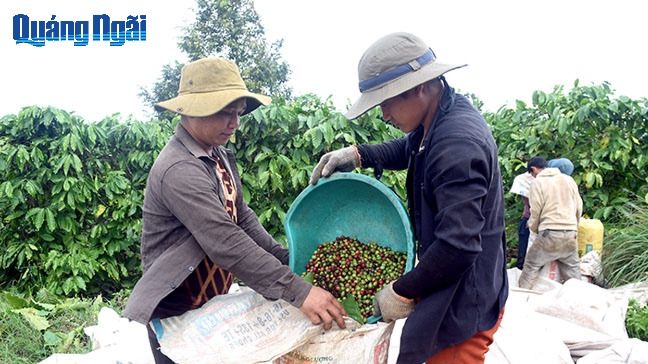 Cà phê được mùa, được giá