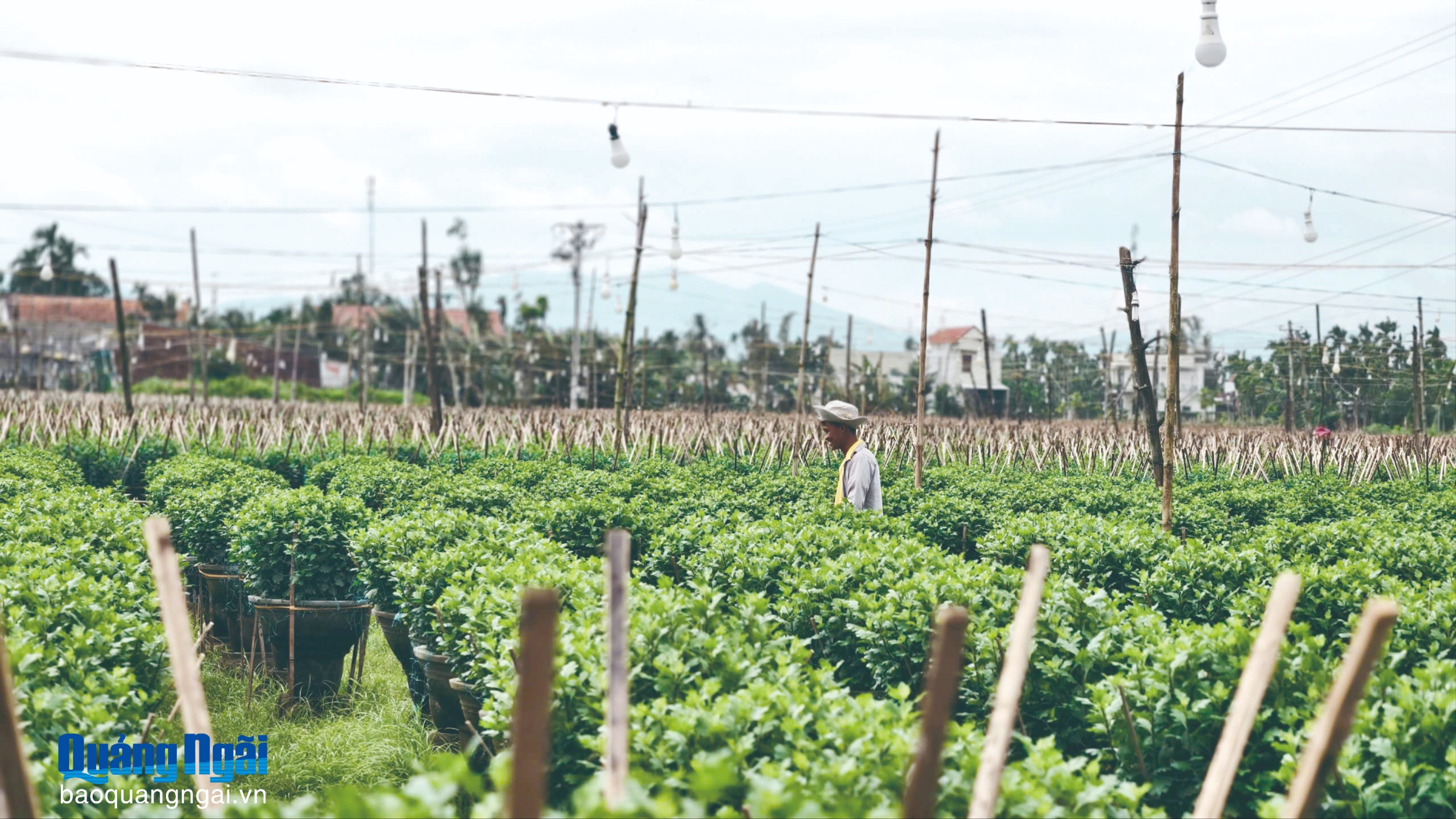 Tất bật cho vụ hoa Tết