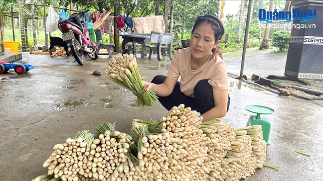 Phát triển vùng chuyên canh sả