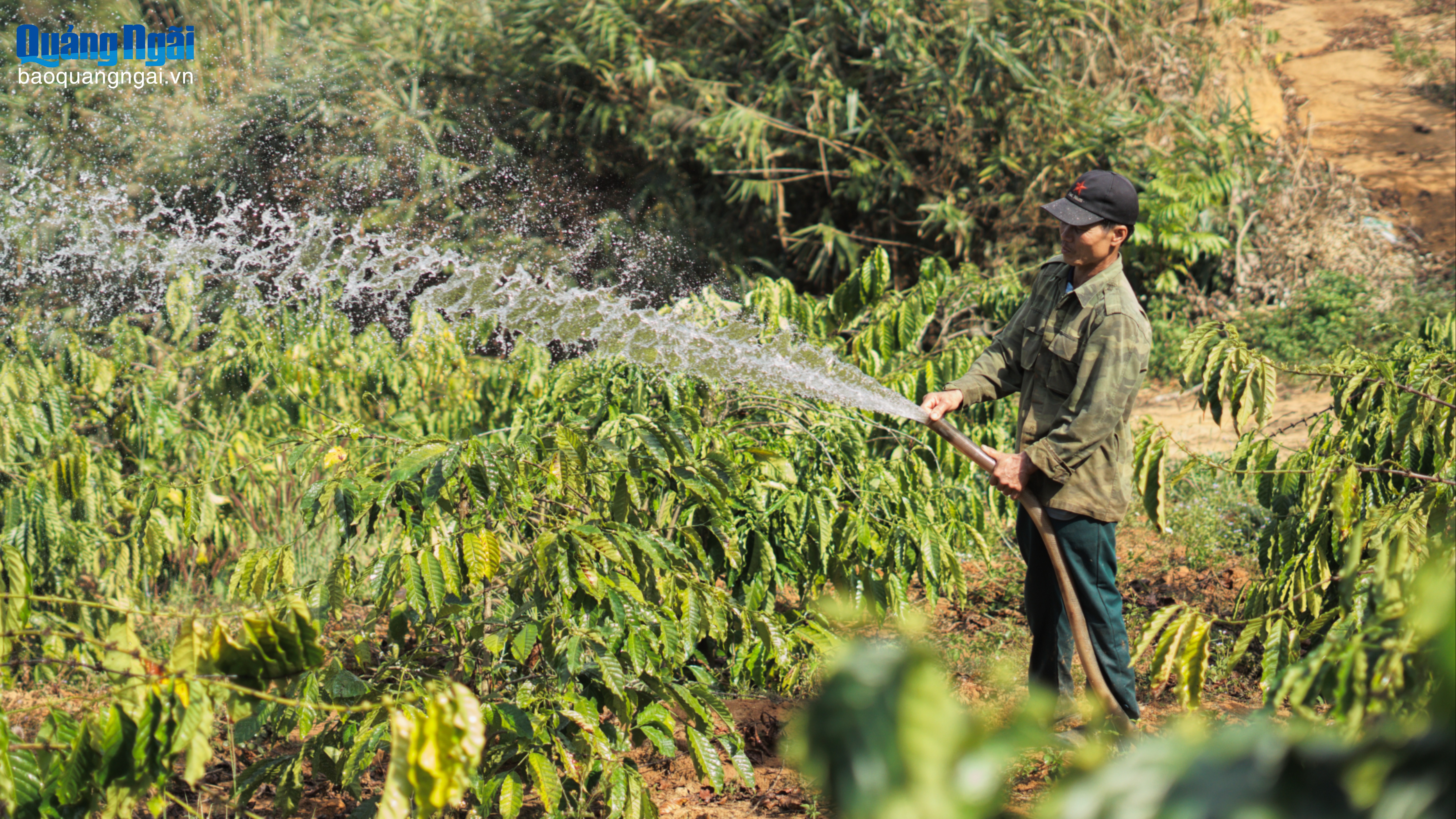 Tích cực chăm sóc cà phê sau thu hoạch