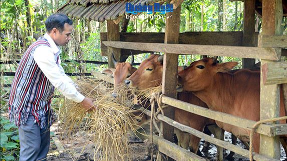 Làm giàu trên vùng đất khó
