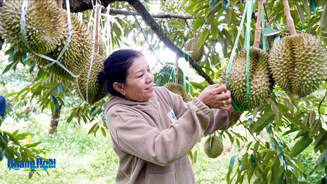 Dấu ấn từ tái cơ cấu ngành nông nghiệp