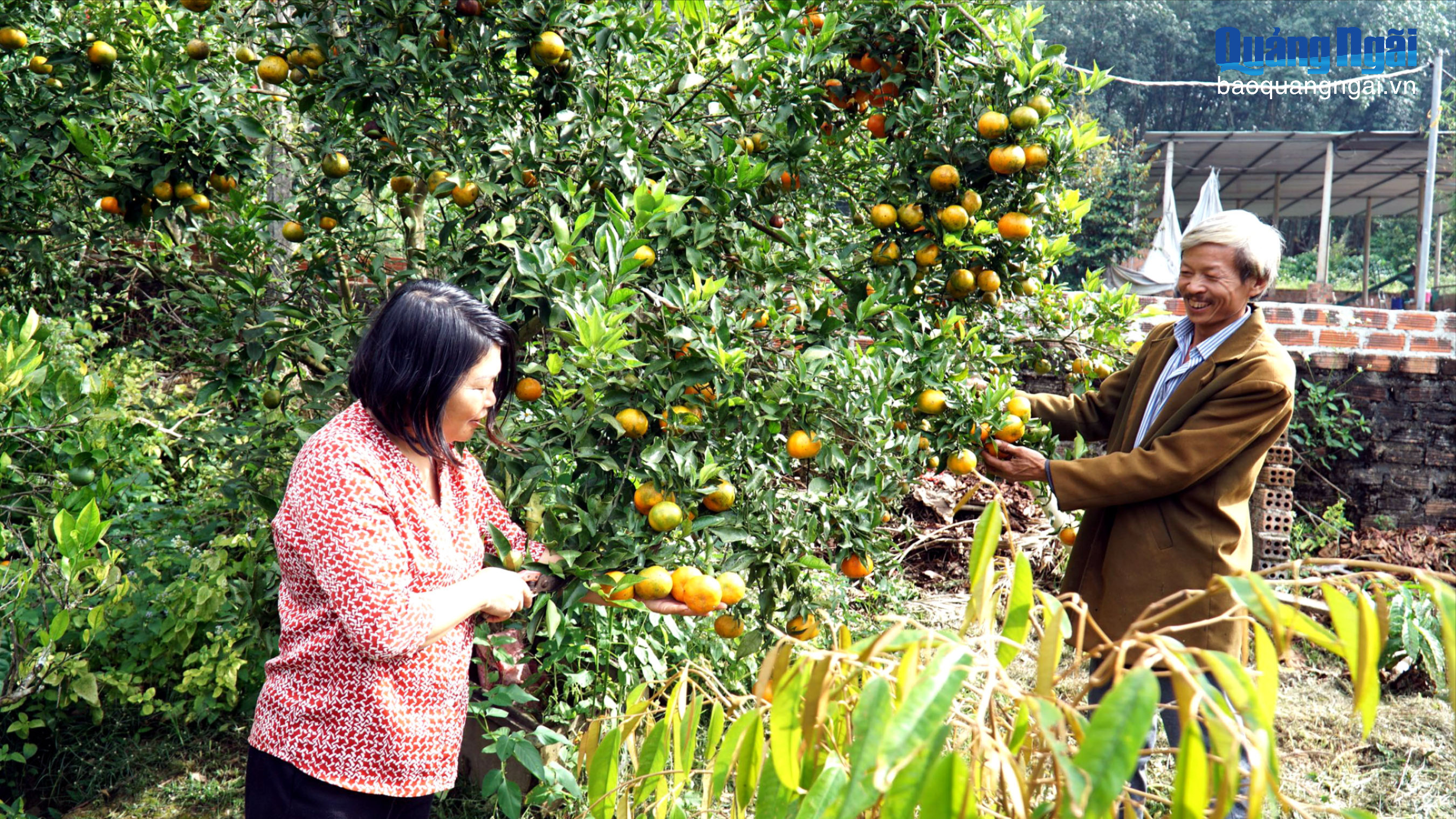 Hướng mở sinh kế bền vững cho nông dân