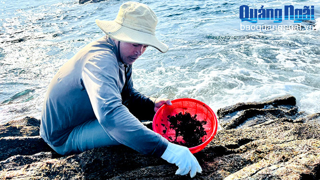 Mùa hái “lộc trời”