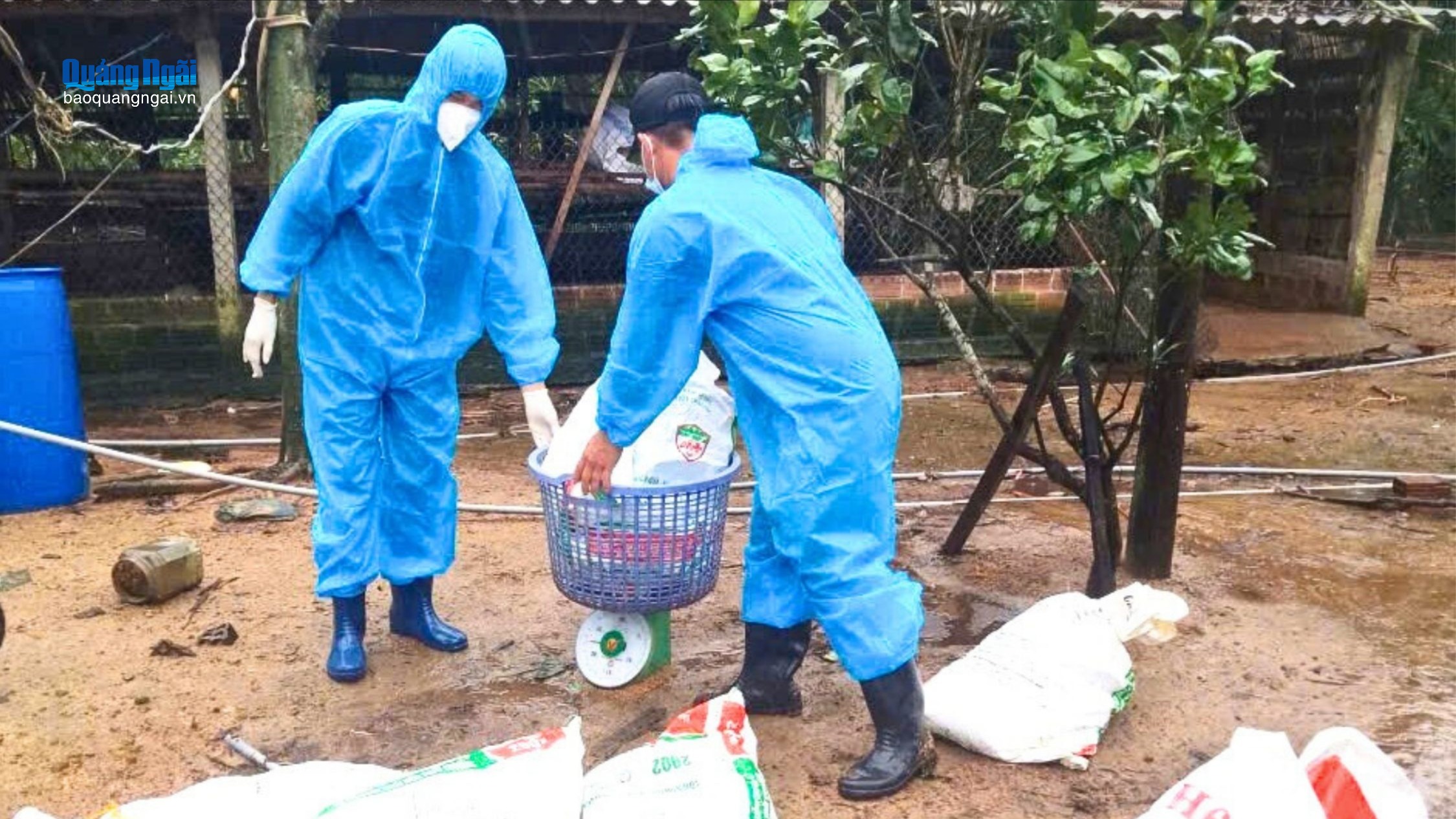 Xuất hiện ổ dịch cúm gia cầm H5N1 tại xã Trường Giang